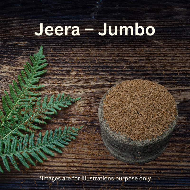 Jeera - Jumbo - Image 3